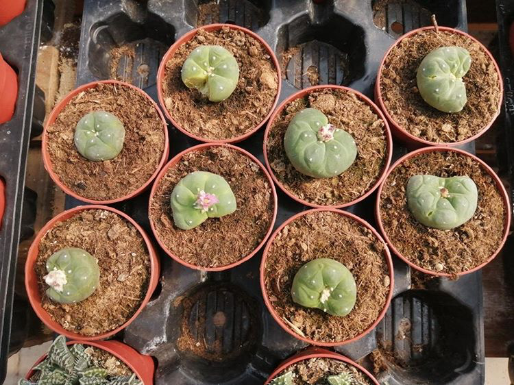 Peyote — image 3 of 4