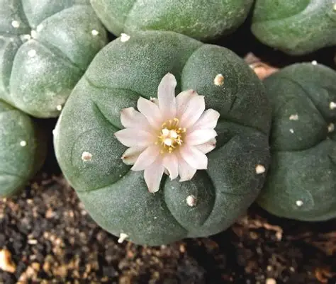 Peyote — image 1 of 4