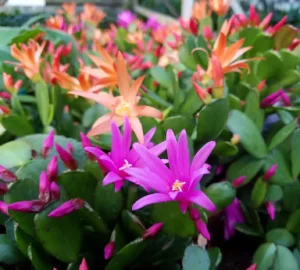 Easter Cactus – Rhipsalidopsis Gaertneri