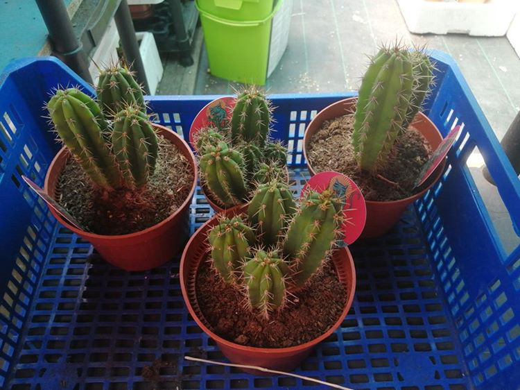 San Pedro Cactus — image 3 of 4