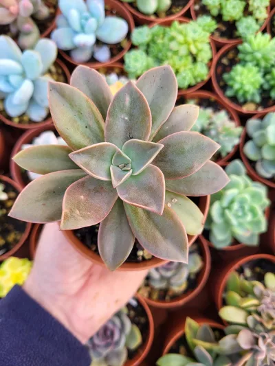 Graptoveria "Fred Ives"