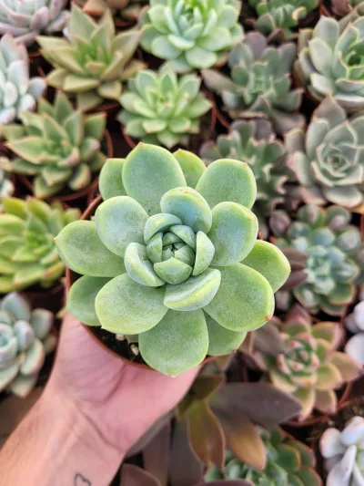 Echeveria laui x E. "Gilva"