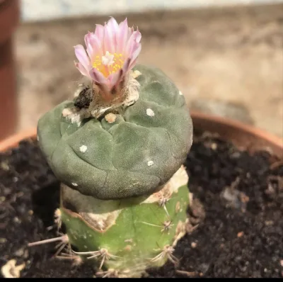 Peyote Grafted on San Pedro Cactus
