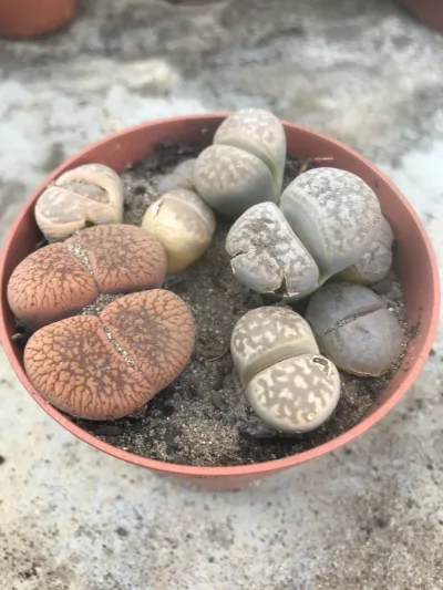 Lithops (Living Stones)