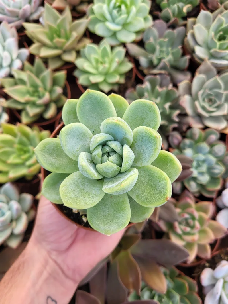 Echeveria laui x E. "Gilva"