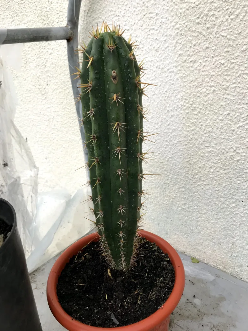 San Pedro Cactus — image 4 of 4