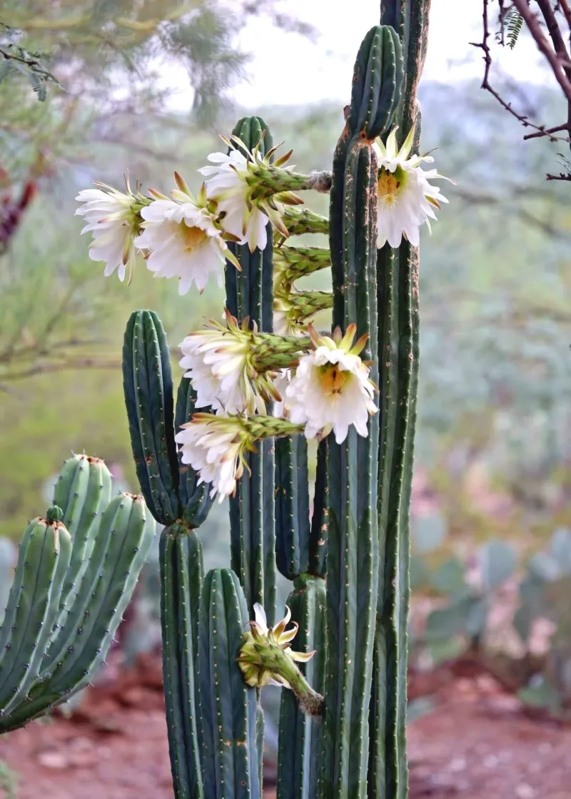 San Pedro Cactus — image 1 of 4