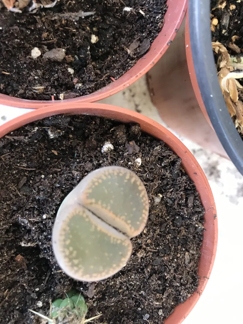 Lithops (Living Stones) — image 2 of 2