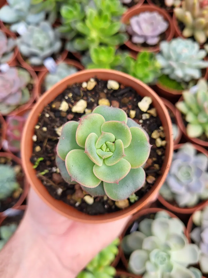 Echeveria "Nicksana" Korean